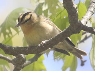 Worm-eating Warbler - 5/11/21, Skyline Dr. &copy; Bobby Brown