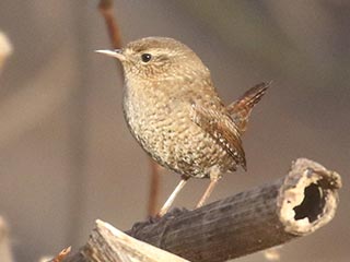 Winter Wren - 3/29/21, Mill St. &copy; Bobby Brown