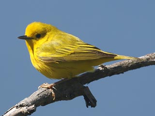 Yellow Warbler - 5/12/21, Rose Valley Lake &copy; Bobby Brown
