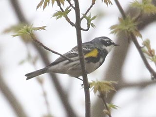 Yellow-rumped Warbler - 4/10/21, Rose Valley Lake &copy; Bobby Brown