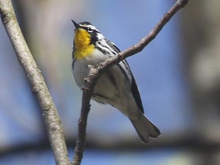 Yellow-throated Warbler - 4/24/21, Trout Run Park &copy; Bobby Brown
