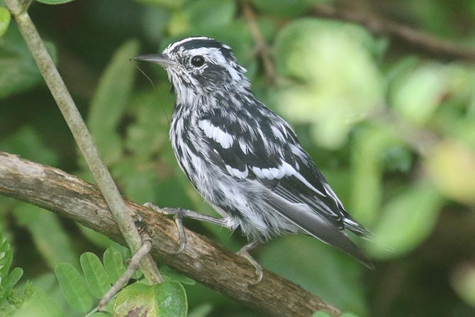 Black-and-white Warbler - 7/20/21, Rose Valley Lake &copy; Bobby Brown