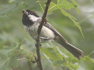 Black-capped Chickadee - 6/8/21, Rose Valley Lake &copy; Bobby Brown