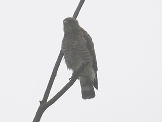 Broad-winged Hawk - 7/12/21, Mill St. &copy; Bobby Brown