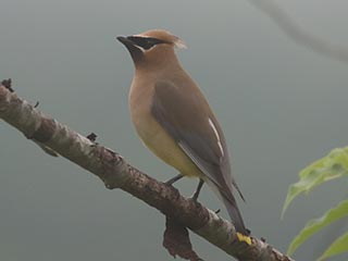 Cedar Waxwing - 6/12/21, Rose Valley Lake &copy; Bobby Brown
