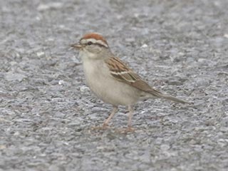Chipping Sparrow - 6/10/21, Rose Valley Lake &copy; Bobby Brown
