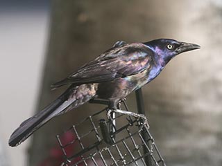Common Grackle - 6/4/21, Montoursville &copy; Bobby Brown
