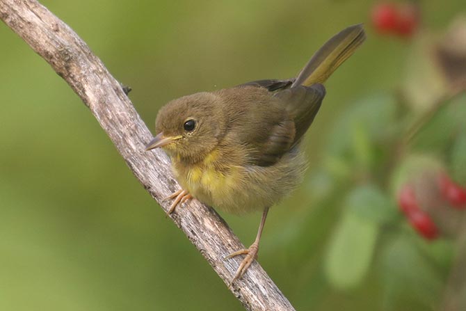 Common Yellowthroat - 7/20/21, Rose Valley Lake &copy; Bobby Brown