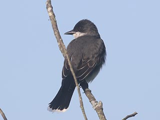Eastern Kingbird - 6/5/21, Rose Valley Lake &copy; Bobby Brown