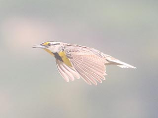 Eastern Meadowlark - 7/10/21, Mill St. &copy; Bobby Brown
