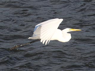 Great Egret - 7/30/21, Williamsport Dam &copy; Bobby Brown