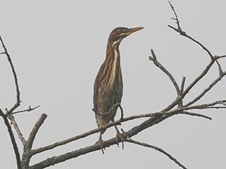 Green Heron - 7/20/21, Rose Valley Lake &copy; Bobby Brown