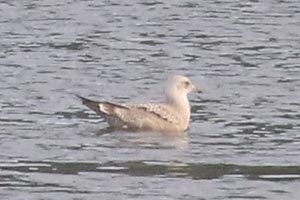 Herring Gull - 7/18/21, Williamsport Dam &copy; Bobby Brown