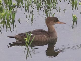 Hooded Merganser - 7/12/21, Williamsport Dam &copy; Bobby Brown