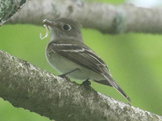 Least Flycatcher - 6/8/21, Rose Valley Lake &copy; Bobby Brown