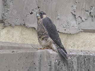 Peregrine Falcon - 6/12/21, Williamsport Dam &copy; Bobby Brown
