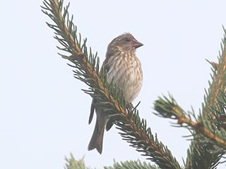 Purple Finch - 7/20/21, Rose Valley Lake &copy; Bobby Brown