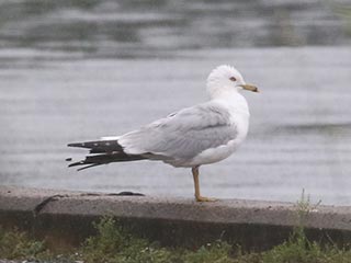 Ring-billed Gull - 6/22/21, Rose Valley Lake &copy; Bobby Brown