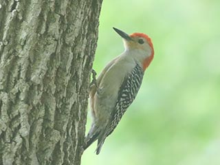 Red-bellied Woodpecker - 6/7/21, Canfield Island &copy; Bobby Brown