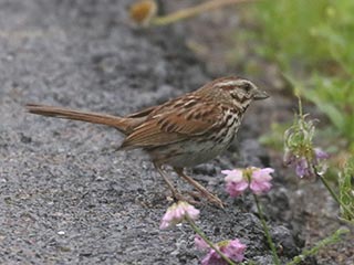 Song Sparrow - 7/1/21, Rose Valley Lake &copy; Bobby Brown