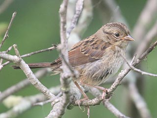 Swamp Sparrow - 7/20/21, Rose Valley Lake &copy; Bobby Brown