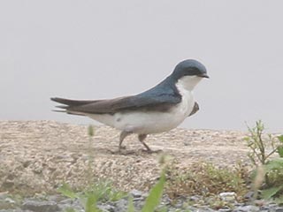 Tree Swallow - 7/12/21, Rose Valley Lake &copy; Bobby Brown