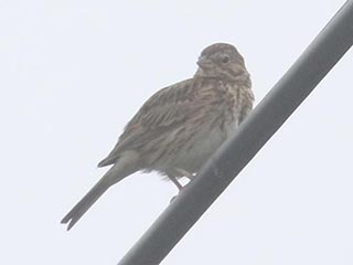 Vesper Sparrow - 7/17/21, near Elimsport &copy; Bobby Brown