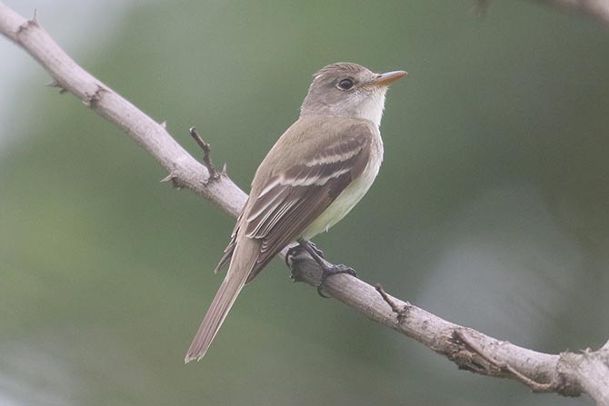 Willow Flycatcher - 7/18/21, Robert Porter Allen Natural Area &copy; Bobby Brown