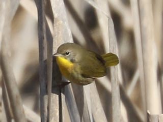 Common Yellowthroat - 2/26/23, Rose Valley Lake &copy; Bobby Brown