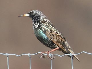 European Starling - 1/28/23, Mill St. &copy; Bobby Brown