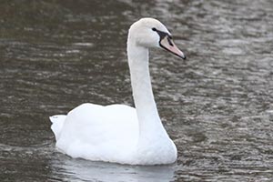 Mute Swan - 1/7/23, Pennsdale &copy; Bobby Brown