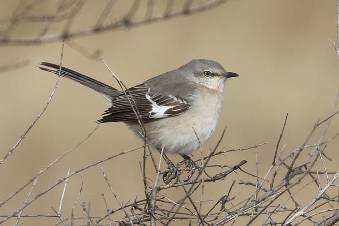 Northern Mockingbird - 2/5/23, Rose Valley Lake &copy; Bobby Brown