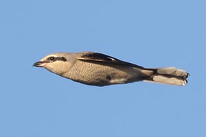 Northern Shrike - 1/1/23, Rose Valley Lake &copy; Bobby Brown
