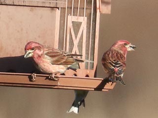 Purple Finches - 2/18/23, Rose Valley Lake &copy; Bobby Brown