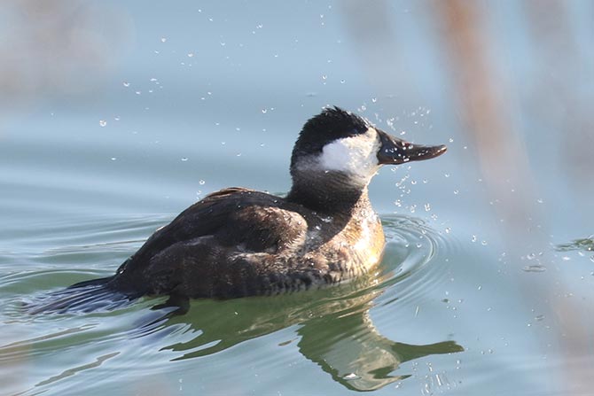 Ruddy Duck - 12/28/22, Williamsport Dam &copy; Bobby Brown
