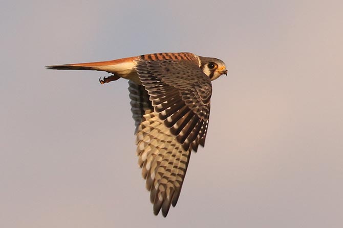 American Kestrel - 9/9/22, Robert Porter Allen Natural Area &copy; Bobby Brown
