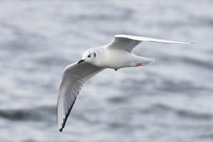 Bonaparte's Gull - 11/20/22, Rose Valley Lake &copy; Bobby Brown