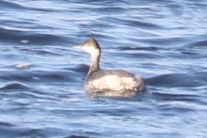 Eared Grebe - 11/19/22, Rose Valley Lake &copy; Bobby Brown