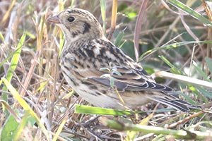 Lapland Longspur - 9/28/22, Robert Porter Allen Natural Area &copy; Bobby Brown