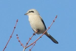 Northern Shrike - 11/26/22, Rose Valley Lake &copy; Bobby Brown