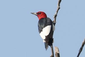 Red-headed Woodpecker - 9/18/22, Rose Valley Lake &copy; Bobby Brown