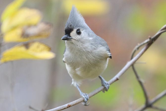 Tufted Titmouse - 11/6/22, SGL 252 &copy; Bobby Brown