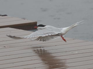 Common Tern - 5/7/22, Rose Valley Lake &copy; Bobby Brown