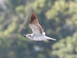 Laughing Gull - 5/30/22, Williamsport Dam &copy; Bobby Brown