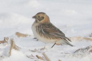 Lapland Longspur - 3/12/22, Nisbet &copy; Bobby Brown