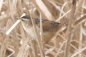 Marsh Wren - 4/17/22, Rose Valley Lake &copy; Bobby Brown