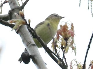 Philadelphia Vireo - 5/16/22, Rose Valley Lake &copy; Bobby Brown