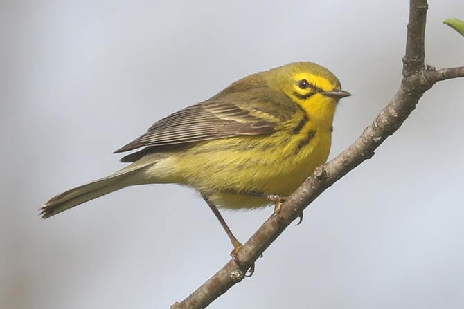 Prairie Warbler - 5/3/22, Rose Valley Lake &copy; Bobby Brown
