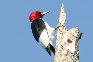 Red-headed Woodpecker - 5/22/22, SGL 252 &copy; Bobby Brown