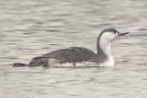 Red-throated Loon - 3/24/22, Rose Valley Lake &copy; Bobby Brown